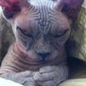 𝖛𝖔𝖓𝖆𝖒𝖆𝖈 profil fotoğrafı