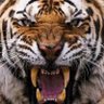 Bengal Kaplanı's profile picture