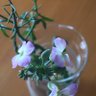 Фото профиля Campanula・rarara