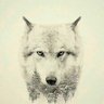 Wolfgang profil fotoğrafı