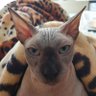 Profilbild von Pikipala