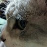 さとうふみ's profile picture