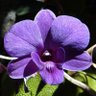 Blossoming Orchid's profile picture