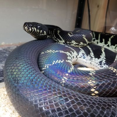 アラパイマ's profile picture