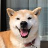 よよよ(๑ˇεˇ๑)•*¨*•.¸¸♪'s profile picture