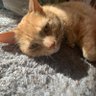 Timmy profil fotoğrafı