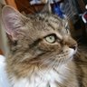 Фото профиля ふわにゃん