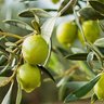Olive Tree 🇺🇦 profil fotoğrafı