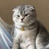kıvanç değil behlül profil fotoğrafı