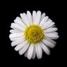 Profilbild von Daisy