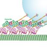 Фото профиля Jack Zhang Lab