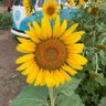 yellowsunshine 的头像
