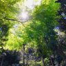 K☆hiro🕊️ 的头像