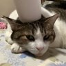 猫マニア 花よりにゃん子 的头像