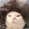 Ophelia もっと見つけないで's profile picture