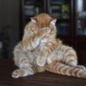 ゆーき's profile picture