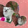 ローズ🌹ココ&チキン＝チコ太郎🐕 的头像