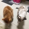 スー&レオ🐾(やや低浮上中)'s profile picture
