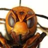 PetMurderHornet profil fotoğrafı