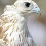 زيزوم profil fotoğrafı