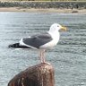 Rusty's profile picture