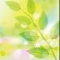 リーフィ's profile picture