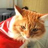 КБ-КОТ's profile picture