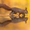 Profilbild von Esguil🐿️🇪🇦🖤