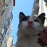 Фото профиля halilozdemir