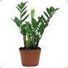 Plant profil fotoğrafı