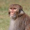 Rhesus Witherspoon's profile picture