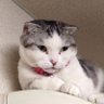 Фото профиля はなやぎ