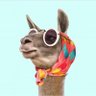 برايز's profile picture