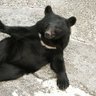 くま 的头像
