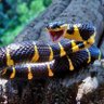 TySnake 🐍 profil fotoğrafı