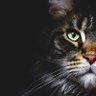 Profilbild von StaryKit
