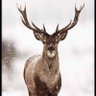 Profilbild von Stag