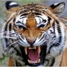 قلبي على بلادي profil fotoğrafı