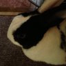 ぴし2 profil fotoğrafı