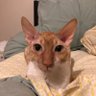 Hugo The Cat's profile picture