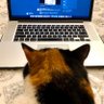 Pas indifférent profil fotoğrafı