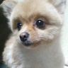 浦島タロウ's profile picture