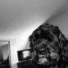 Profilbild von Joe capuana
