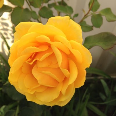 lorrainemary59's profile picture