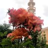 Фото профиля Sharifah AlGahmdi