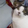 ぷちむく 的头像