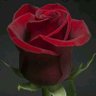 متفائلة دائما 963🦋 profil fotoğrafı