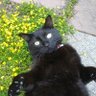 猫太郎2 肉球新党「猫の生活が第一」's profile picture