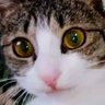 Profilbild von akminee