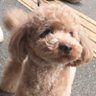 ぽてぽて's profile picture